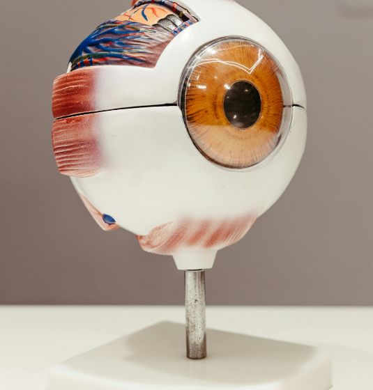 Retina Services Care